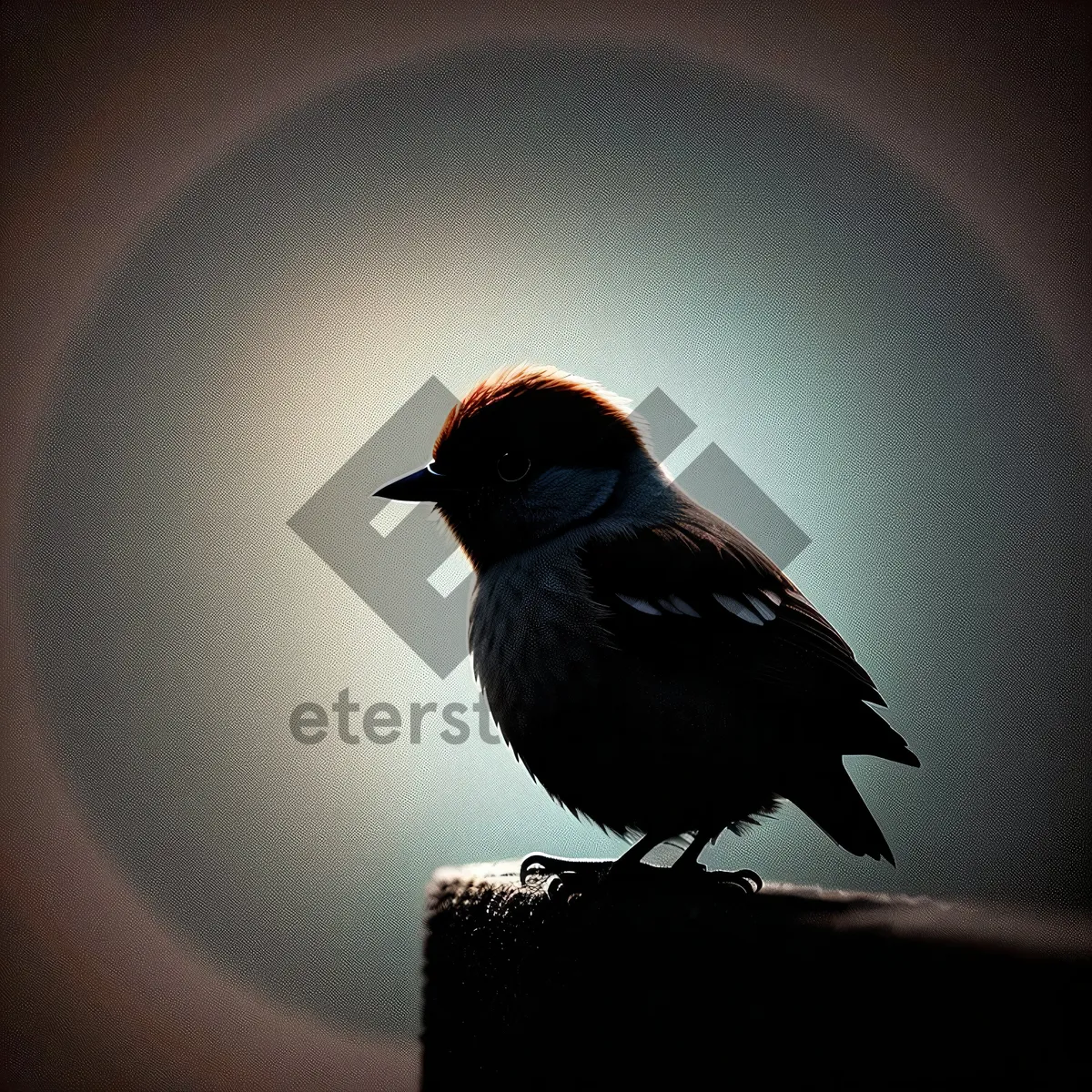 Picture of Sparrow perched on bird feeder in garden