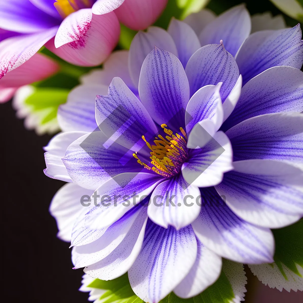 Picture of Vibrant Water Violet Blooming in Garden