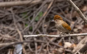 Little bird sitting on tree branch in garden