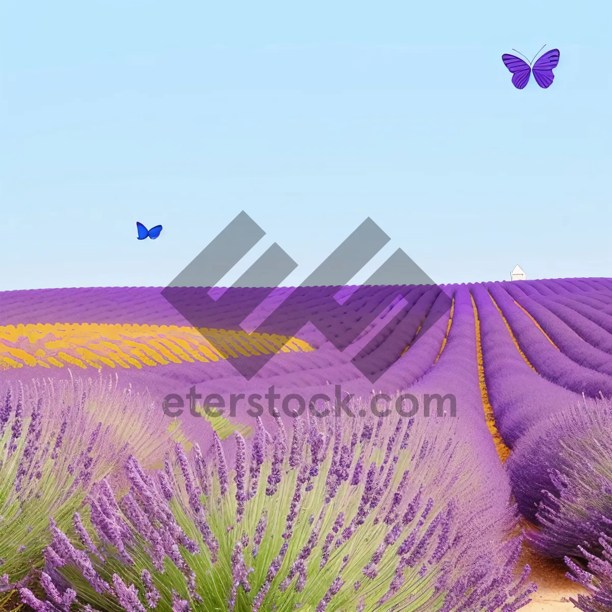 Picture of Vibrant Lavender Blooms in Lush Field