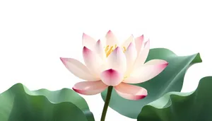 Spring Blossom: Pink Lotus Flower in Full Bloom