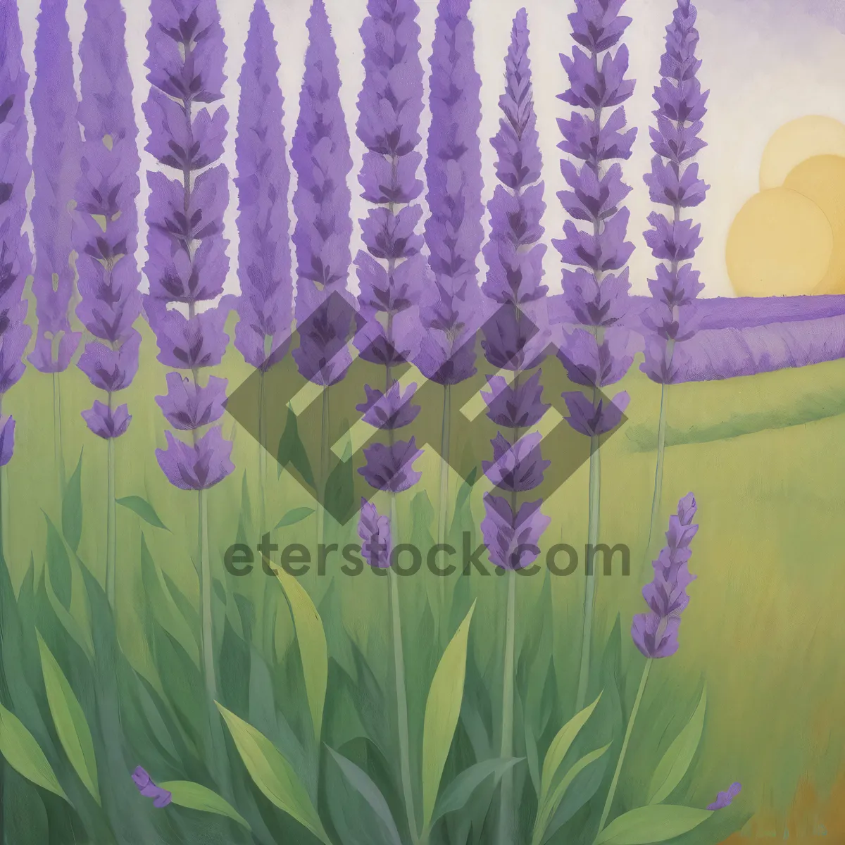 Picture of Lavender Blooms: Colorful Floral Pattern in Garden