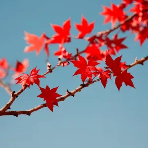 Autumn Glory: Vibrant Maple Leaves in Fall