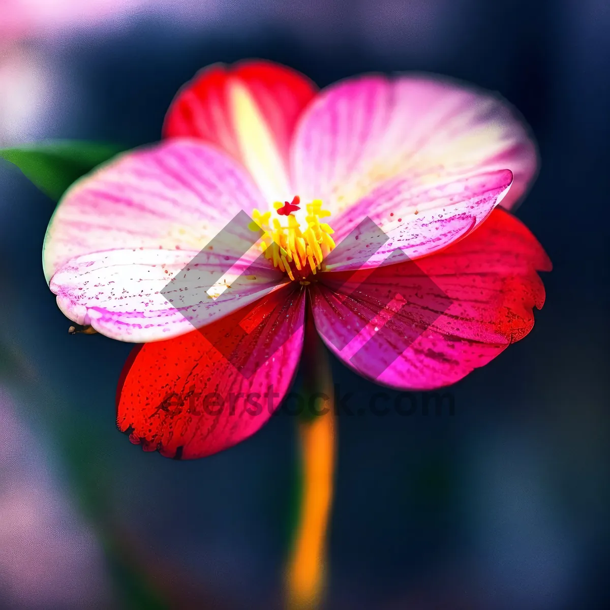 Picture of Vibrant Pink Viola Flower in Garden