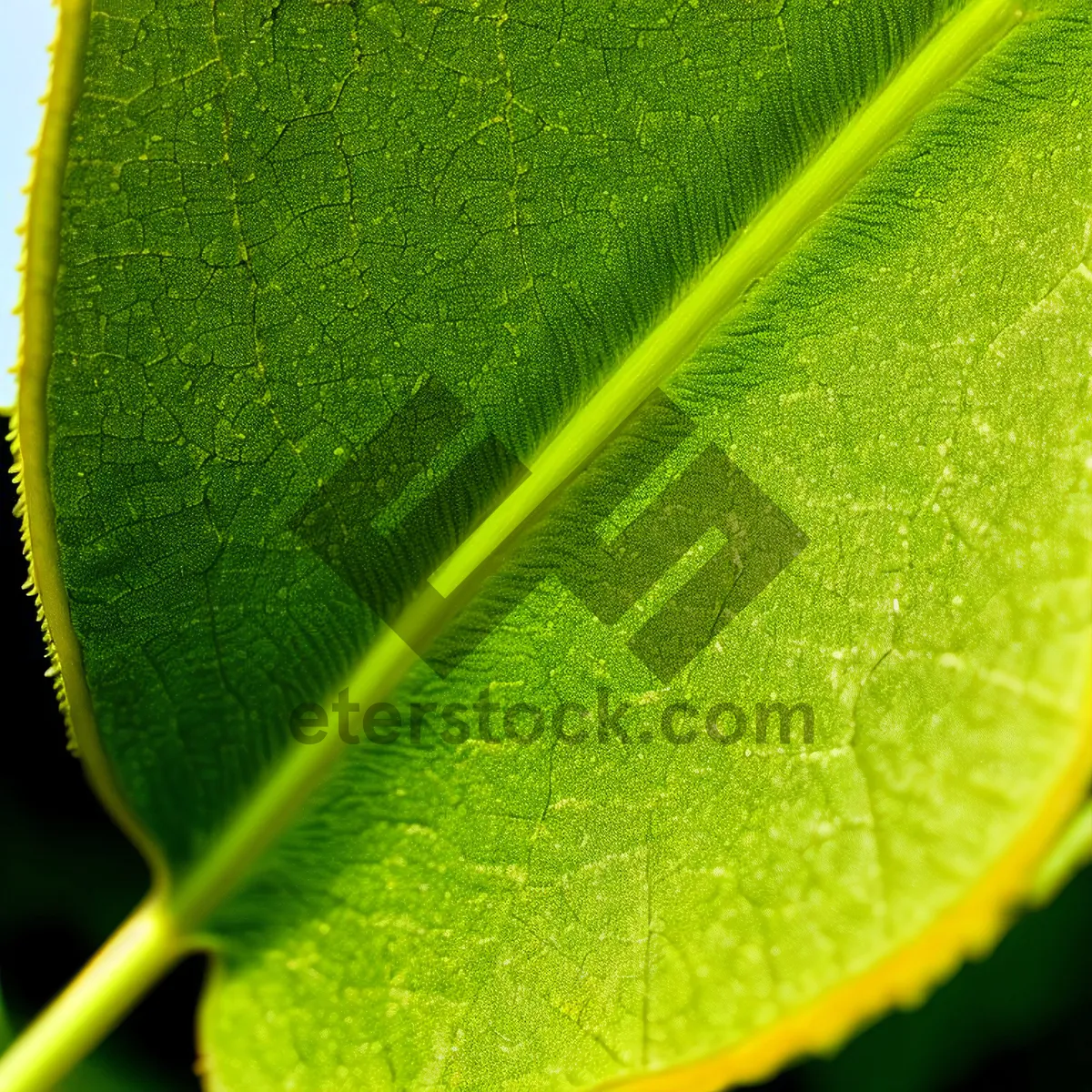 Picture of Vibrant Summer Leaf in a Garden