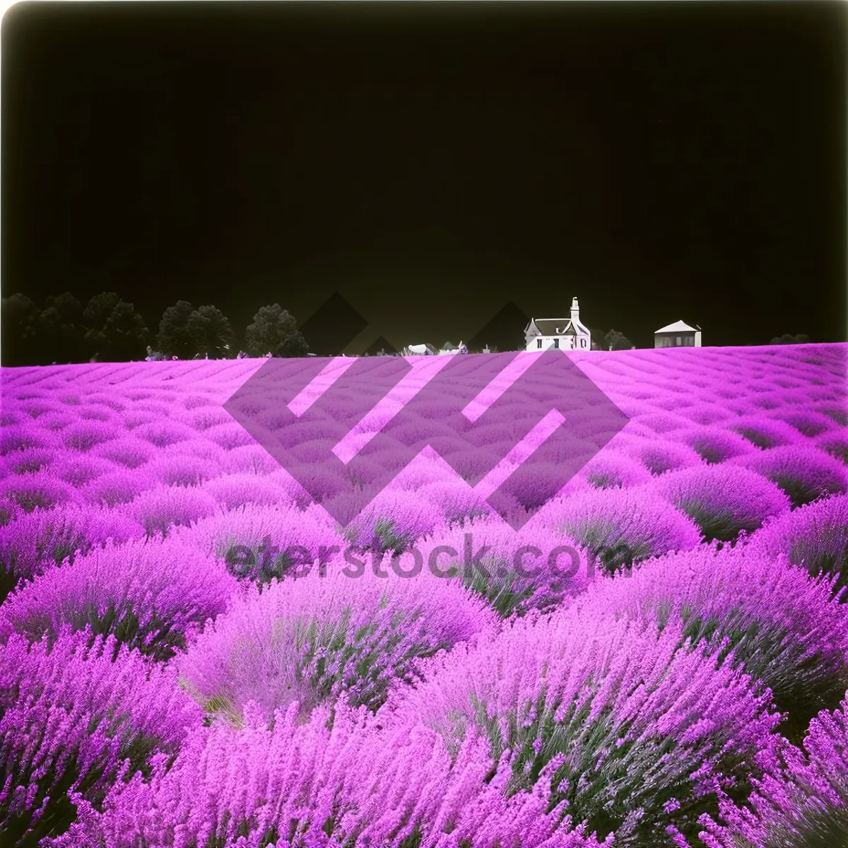 Picture of Lavender Field Blossoms in Colorful Rural Landscape