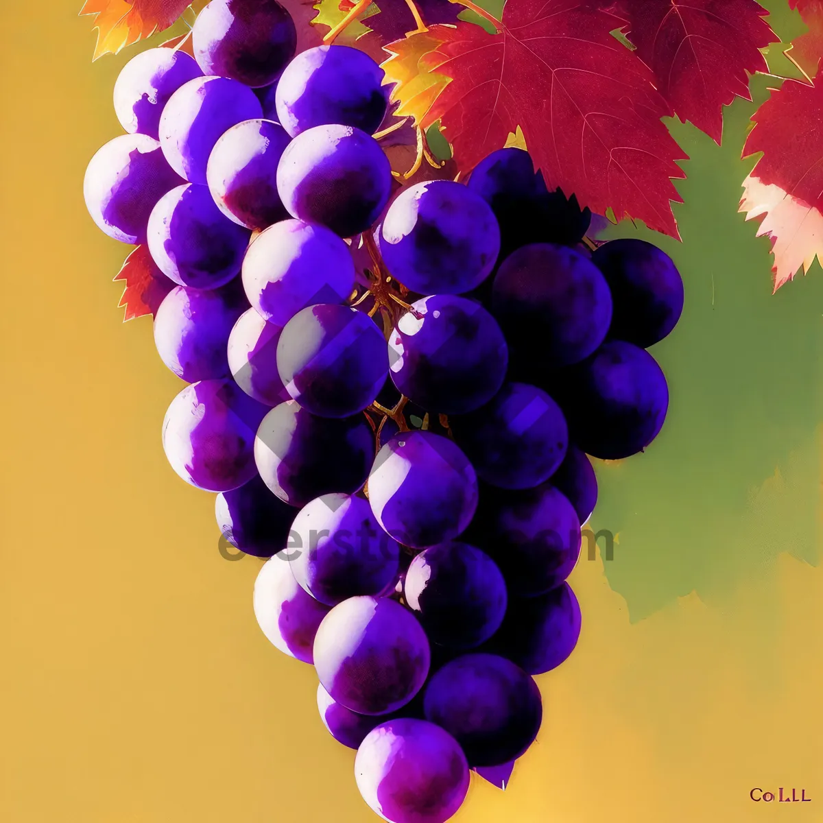 Picture of Autumn Harvest: Juicy Purple Grape Bunch