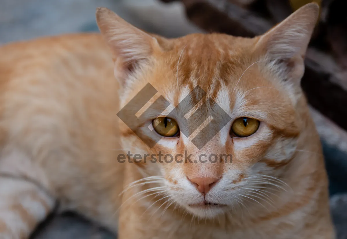 Picture of Fluffy Tabby Kitty with Orange Striped Whiskers.