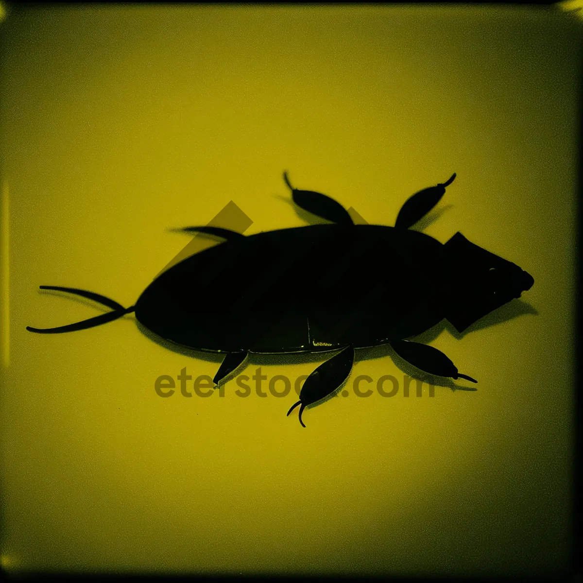 Picture of Cockroach Silhouette in Sunlit Aquarium