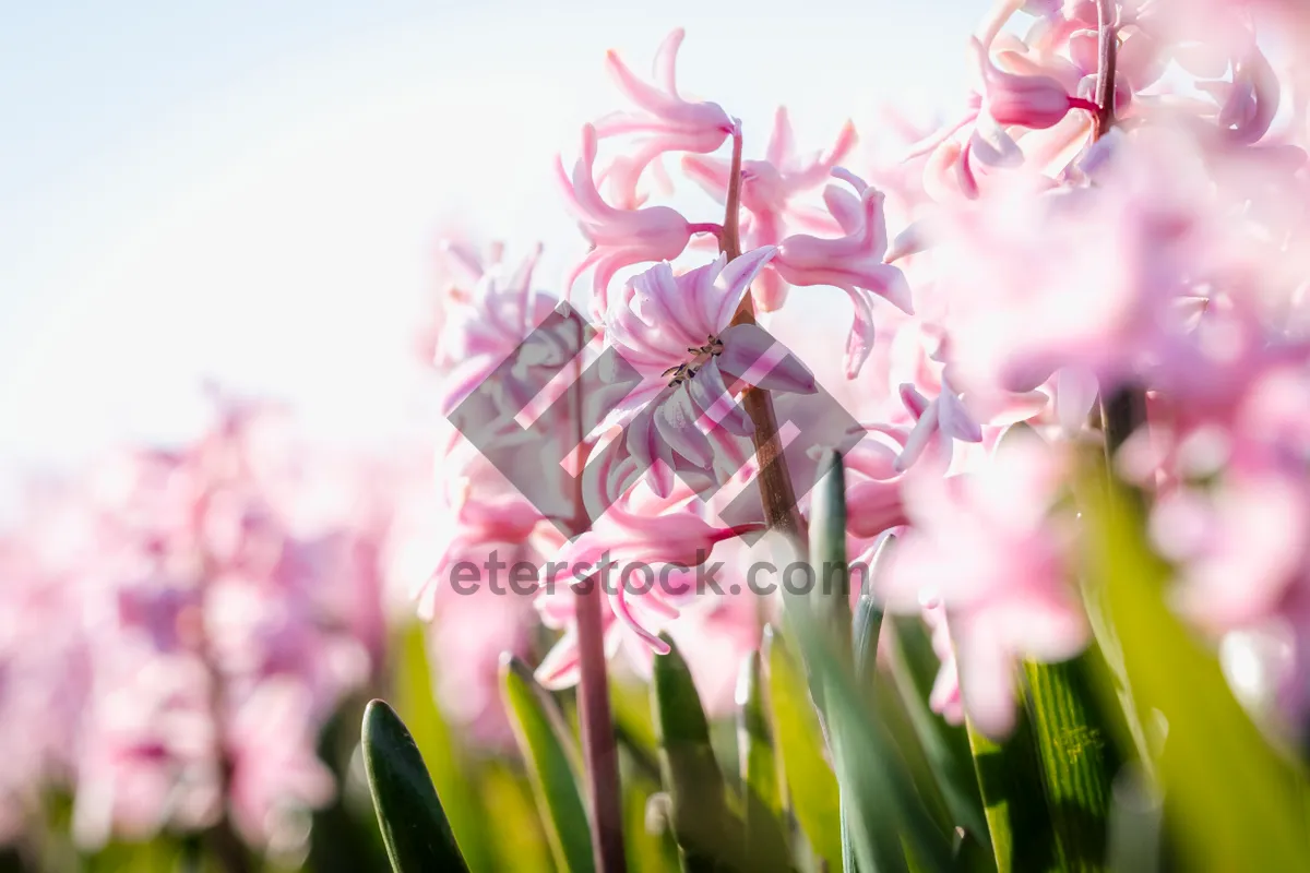 Picture of Bright pink floral bouquet with tulips and hyacinth