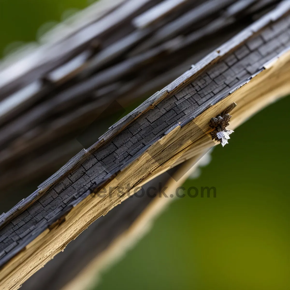 Picture of Close-up Damselfly Insect Image