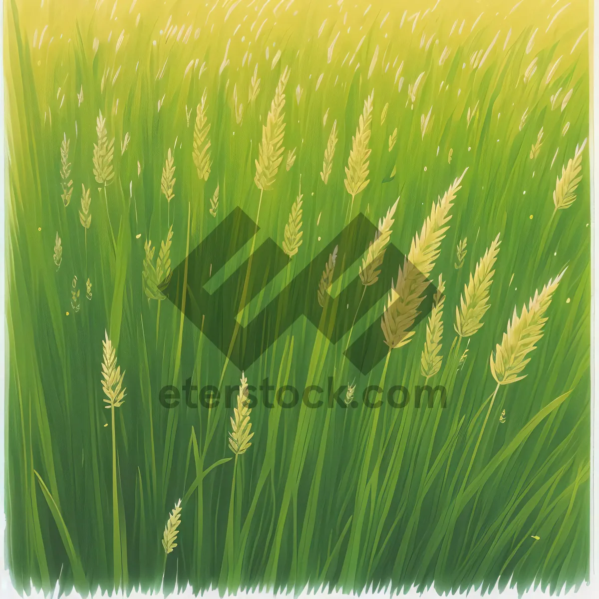 Picture of Vibrant Wheat Field in Summer