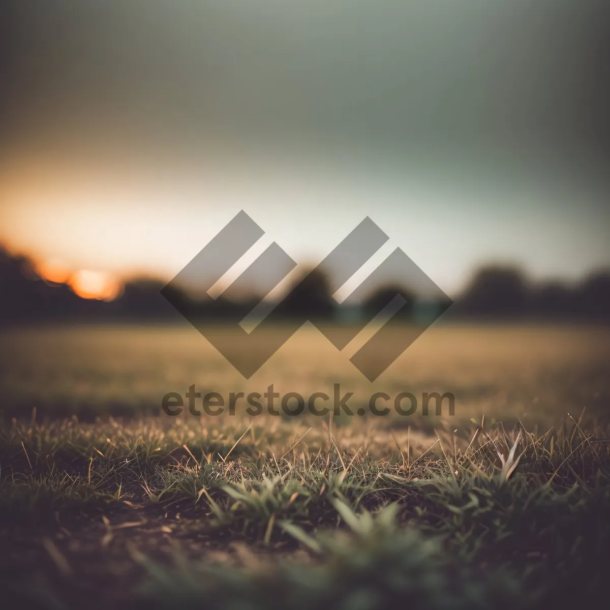 Picture of Sun-kissed Wheat Field Under Blue Sky