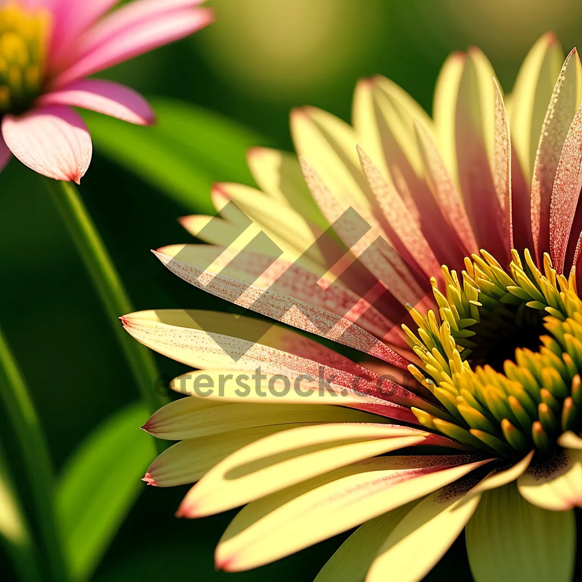 Picture of Bright Pink Daisy Blossom in Summer Garden