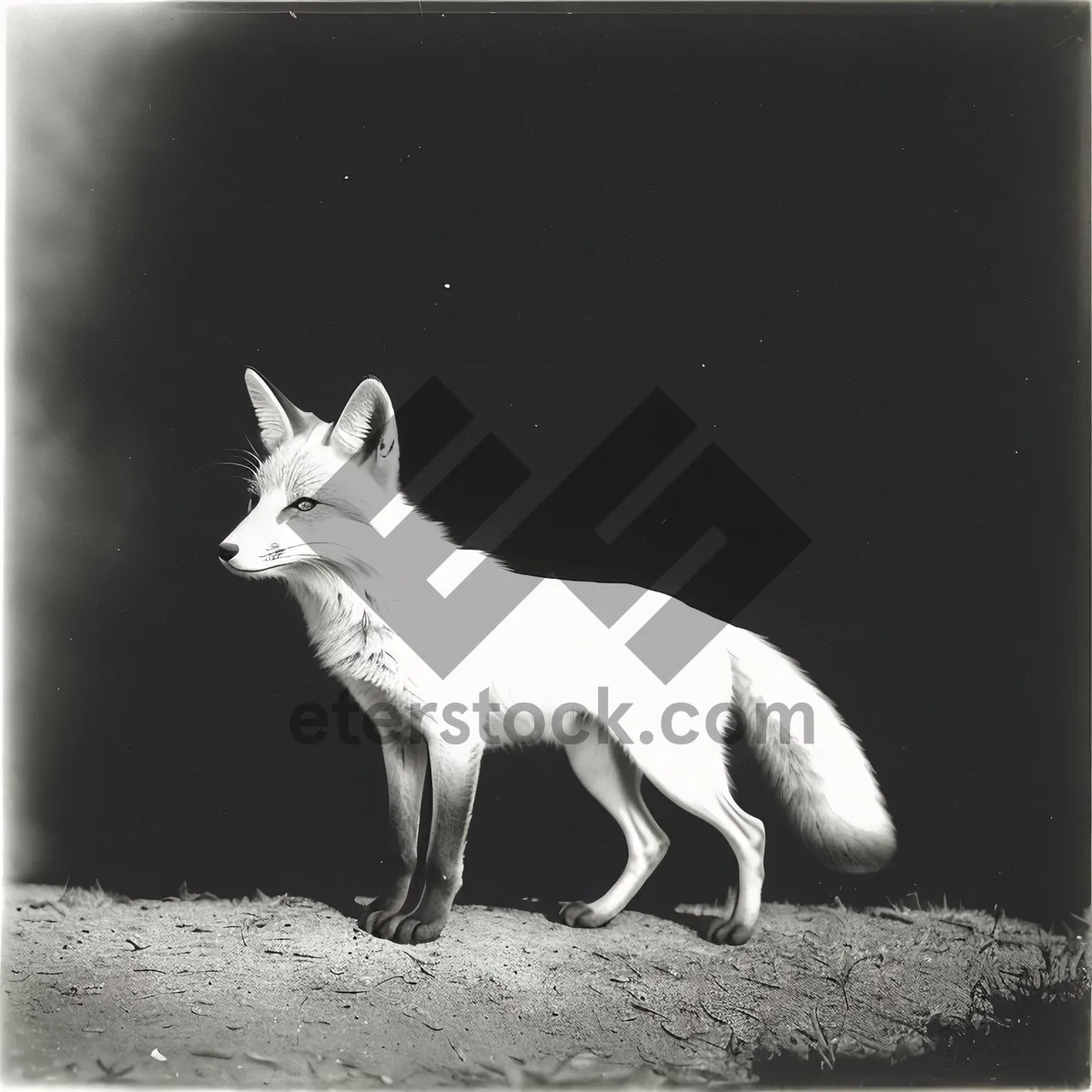 Picture of Adorable Canine Kit Fox with White Fur