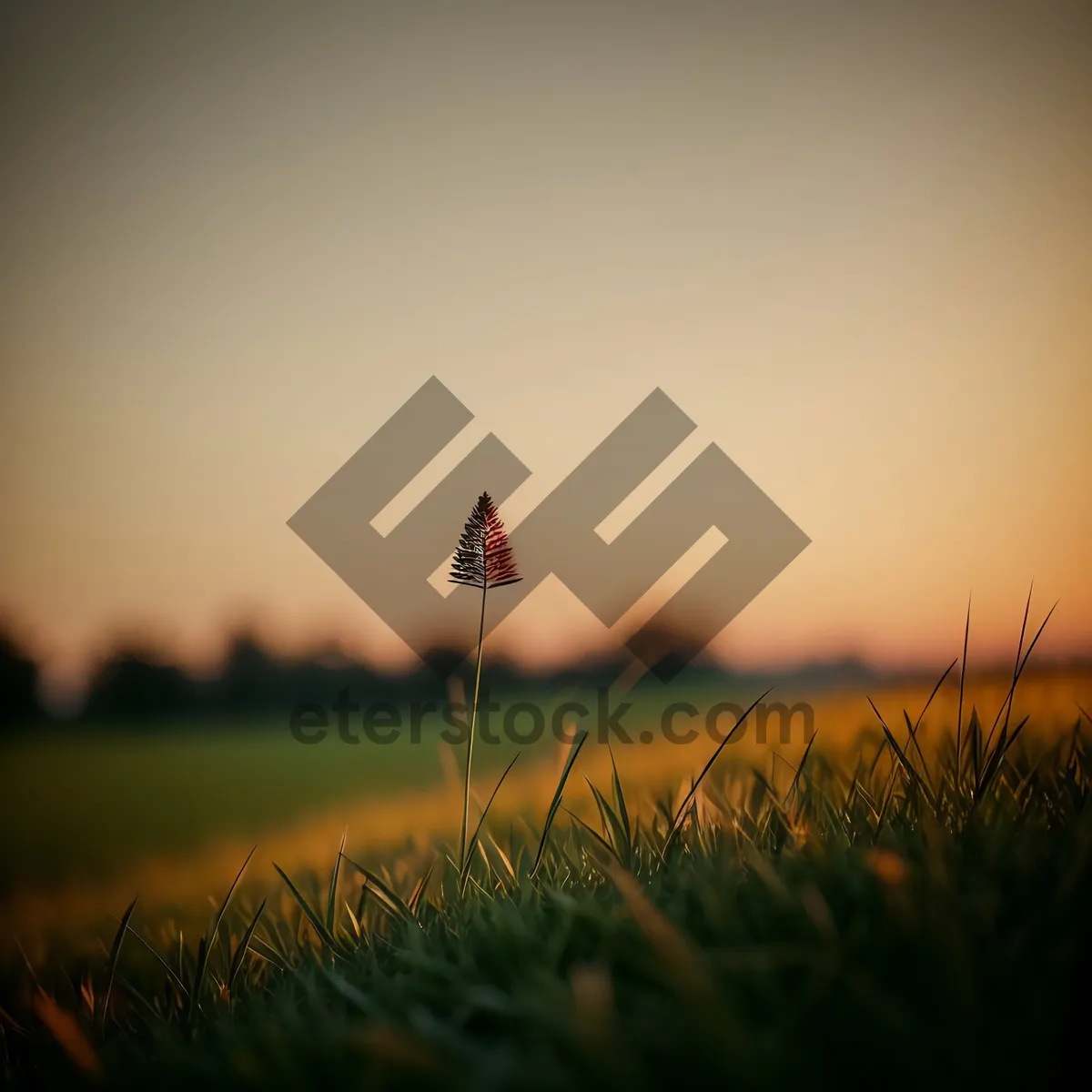 Picture of Sunset Sky over Wheat Field
