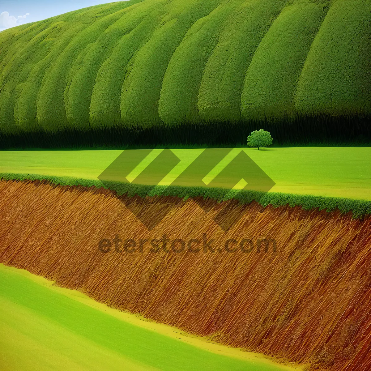 Picture of Lush Green Leek Leaf in Summertime Garden