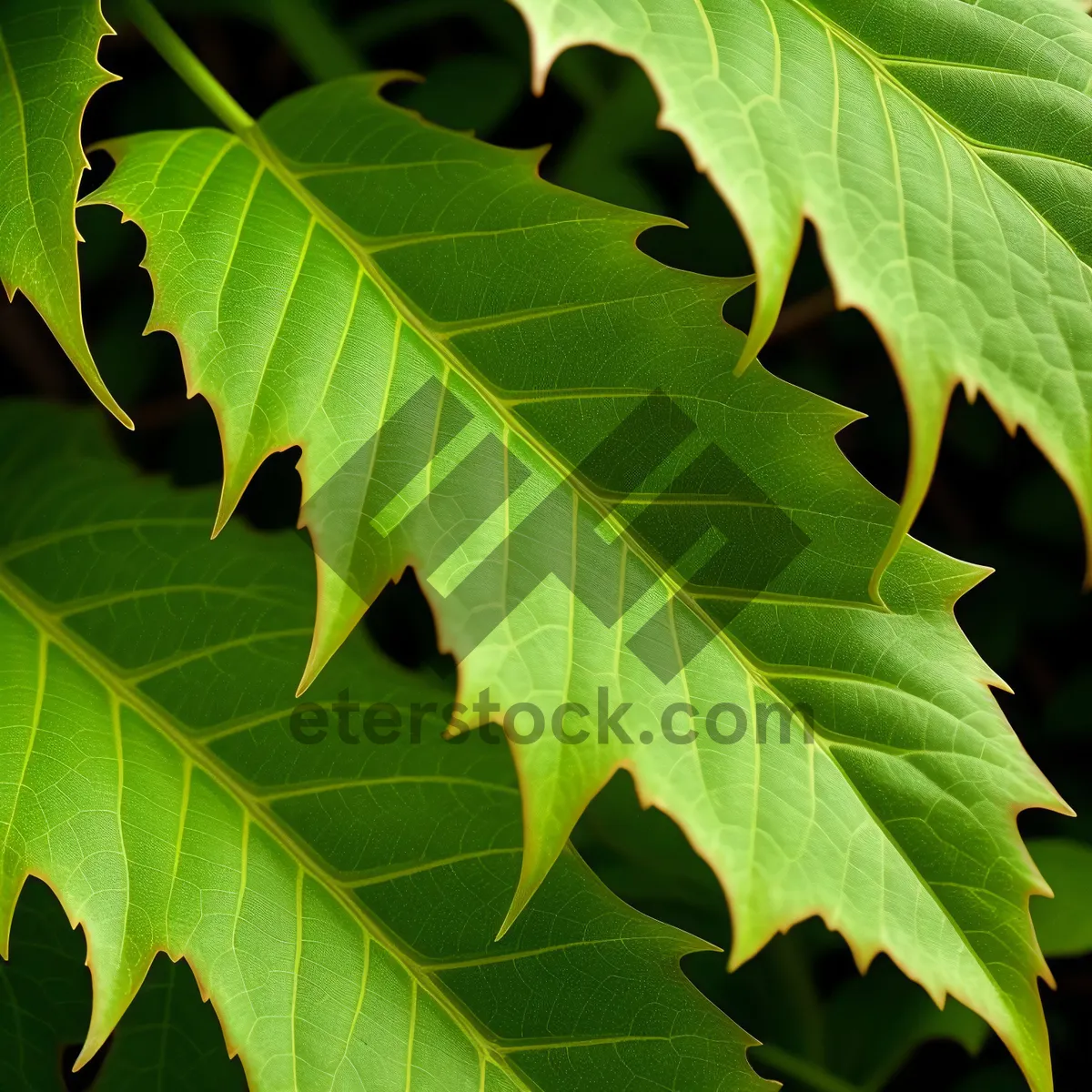 Picture of Lush Forest Foliage in Spring Garden