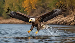 Bald eagle soaring with outstretched wings