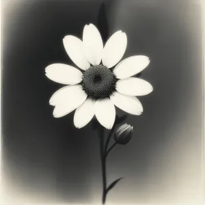 White Daisy Blossom in Full Bloom