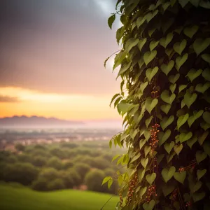 Sunny Summer Skyline with Lush Green Meadow and Vibrant Sunflowers