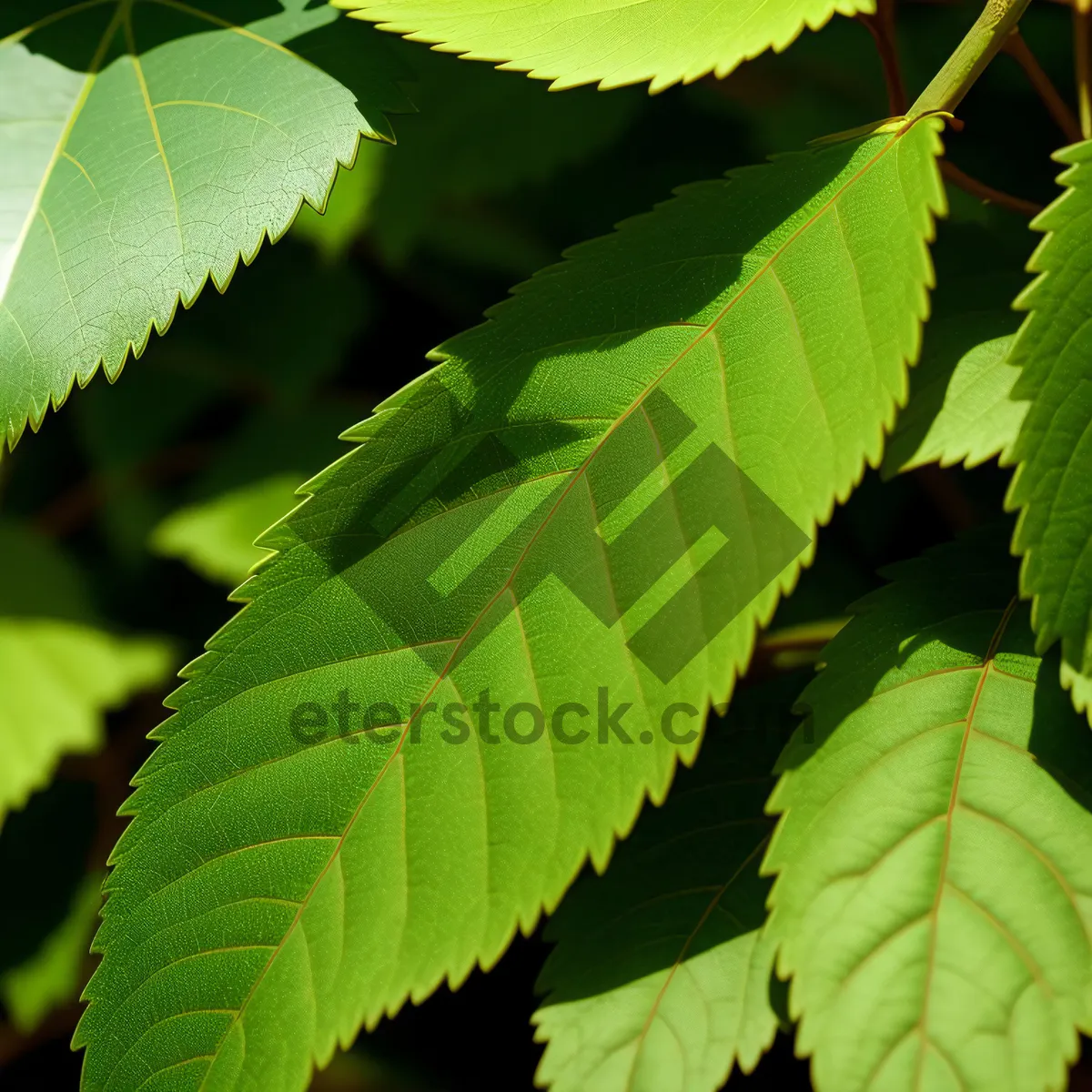 Picture of Sunlit Chestnut Tree in Lush Forest