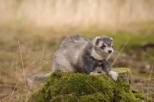 Cute Black-Footed Ferret at Wildlife Zoo