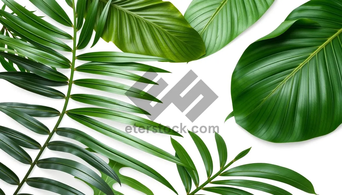 Picture of Summer Evergreen Tree Branch with Fresh Green Leaves