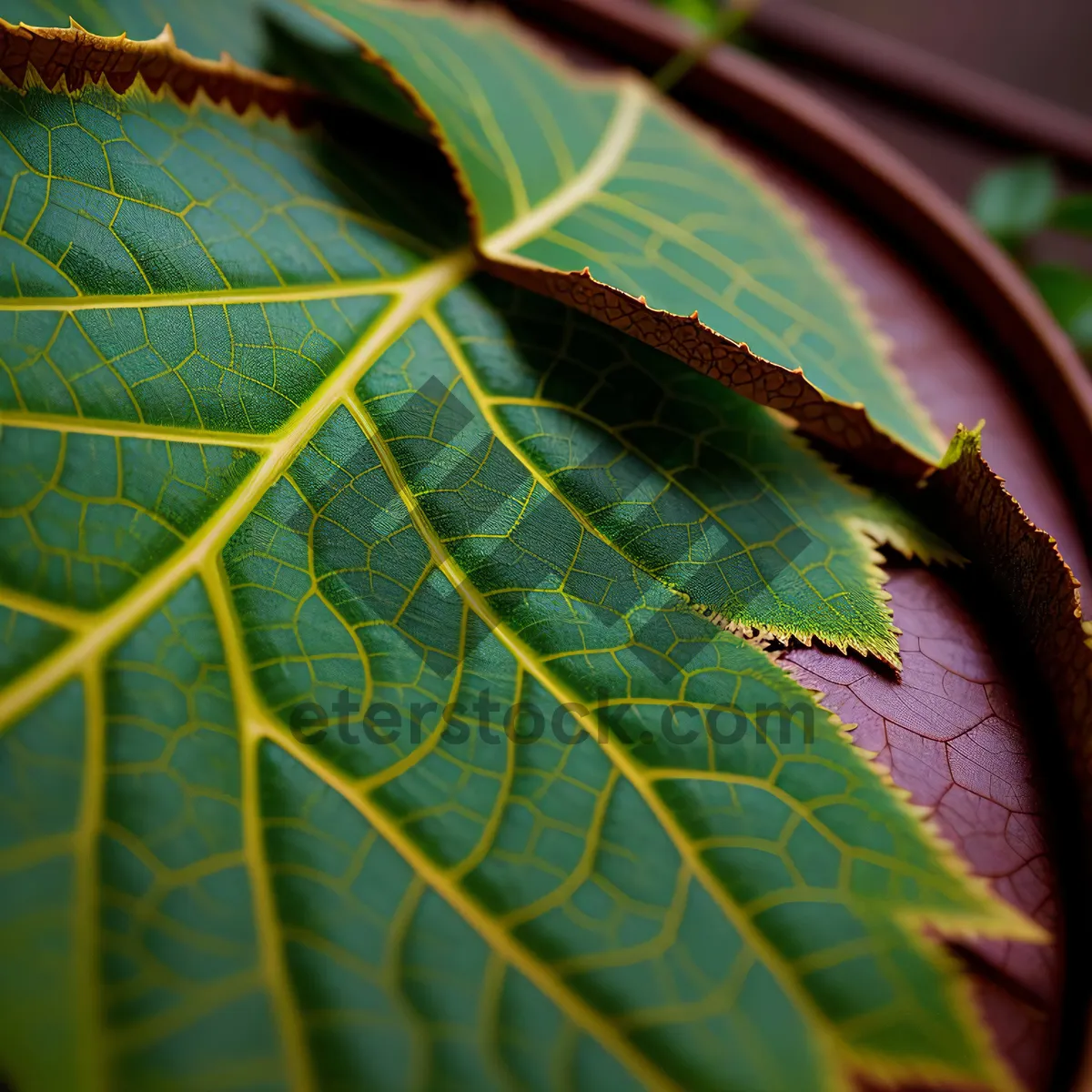 Picture of Colorful Fractal Leaf Pattern on Futuristic Digital Wallpaper