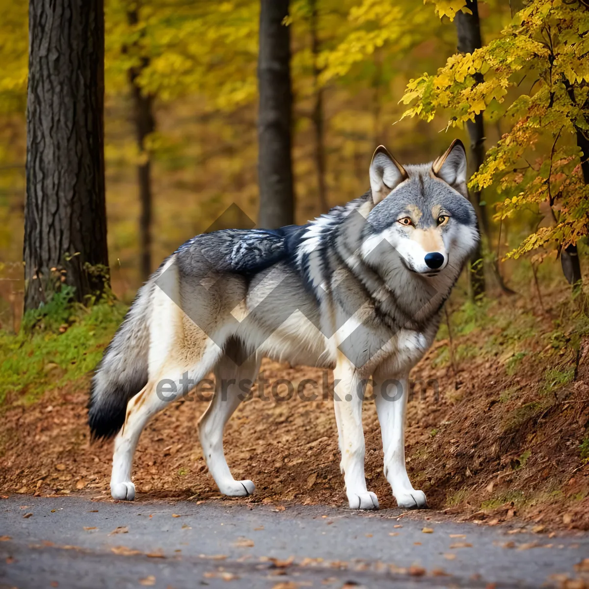 Picture of Siberian Husky: Majestic Canine with Piercing Eyes