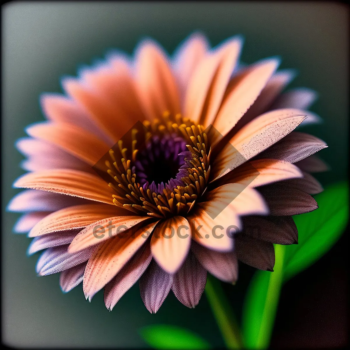 Picture of Bright Sunflower Blossom in Full Bloom