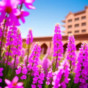 Colorful Lilac Blossoming in Summer Garden