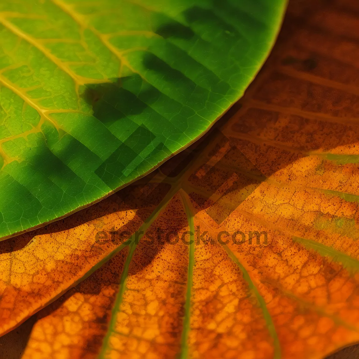 Picture of Fresh Spring Foliage: Vibrant Leaf with Water Droplet