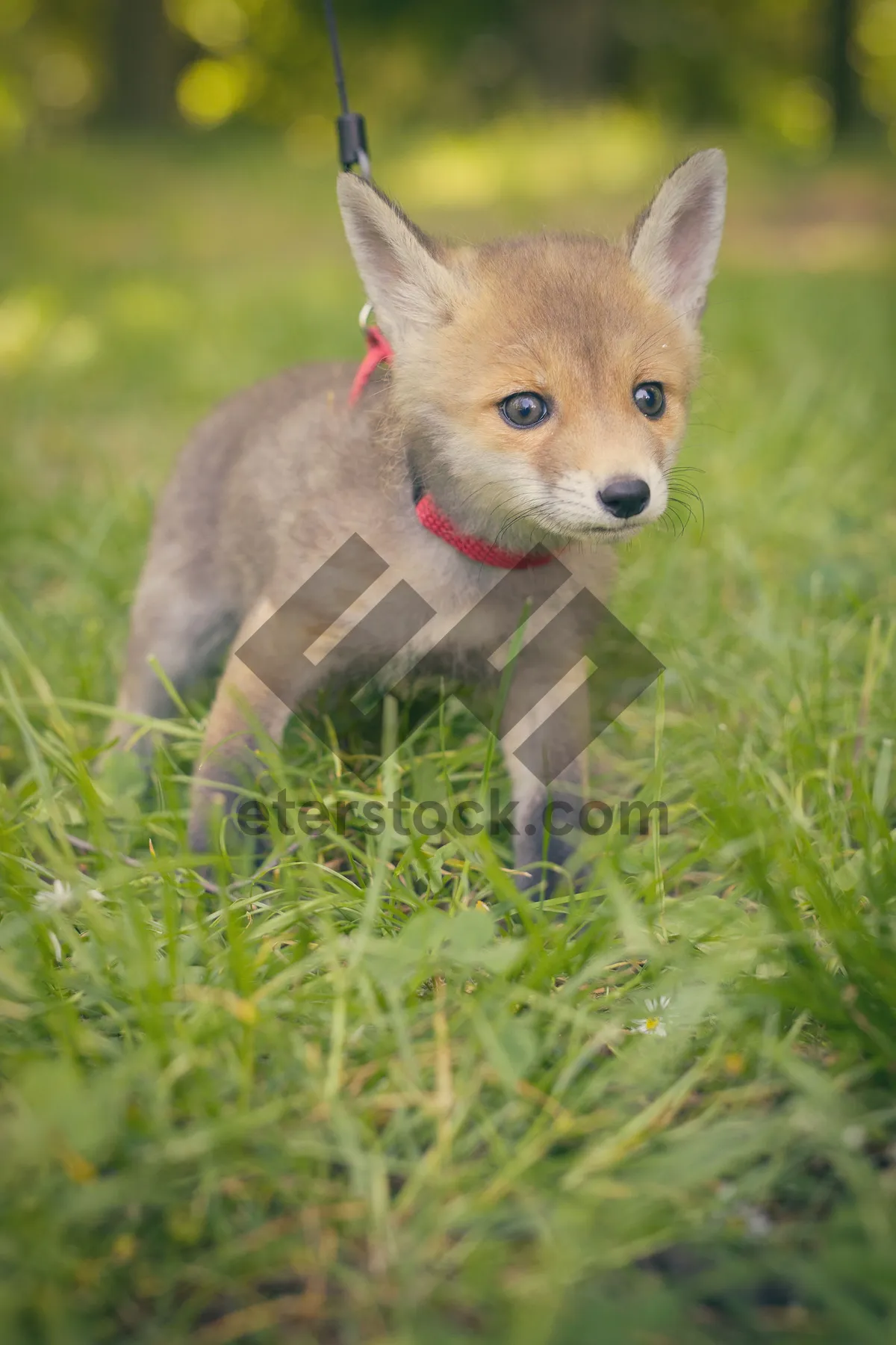 Picture of Adorable kitten and puppy playing on grass