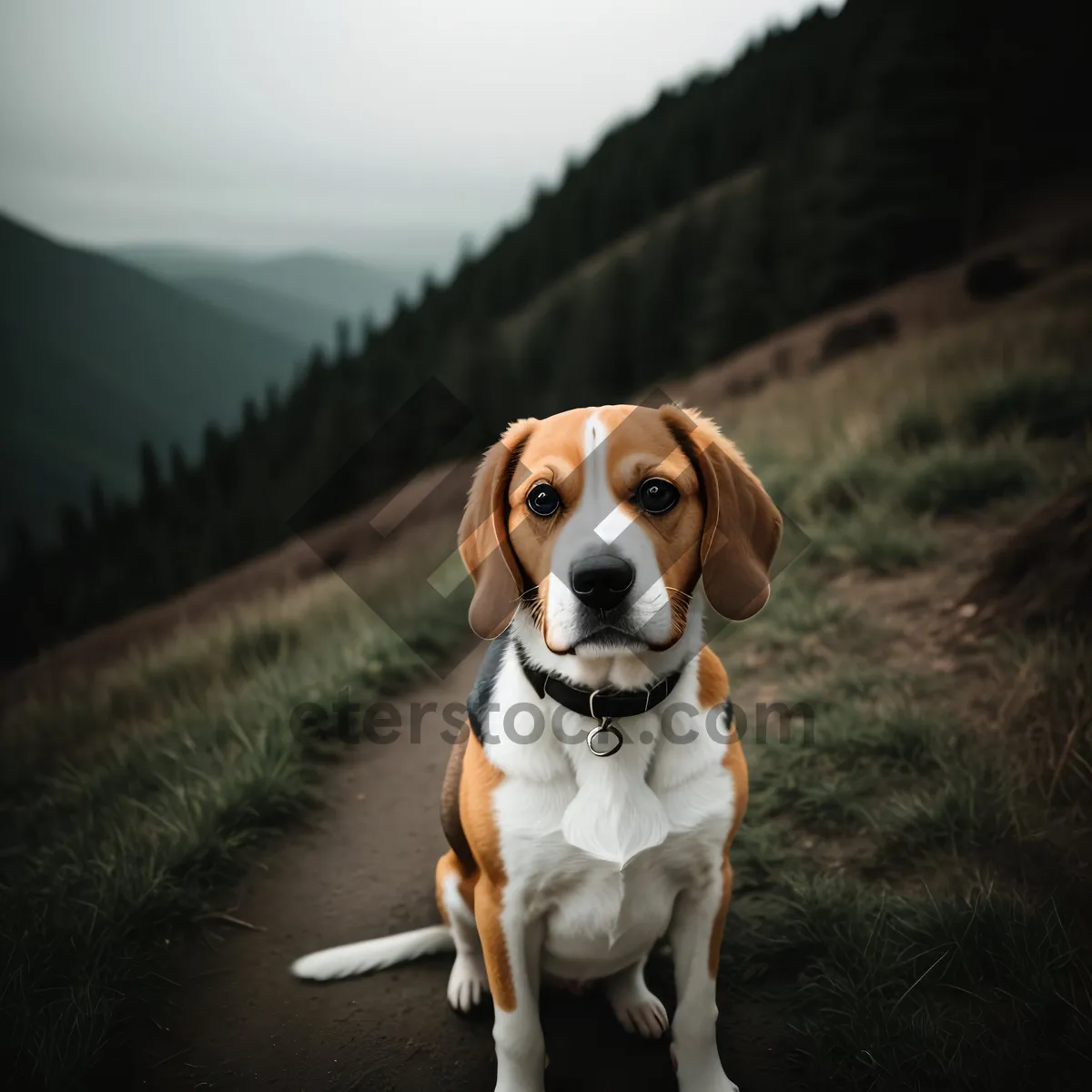 Picture of Brown Beagle Puppy - Adorable Purebred Canine