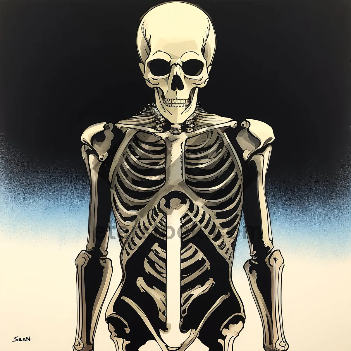 Picture of 3D Skull Skeleton X-Ray Image - Human Anatomy