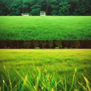 Sunlit Rice Fields on a Summer Day