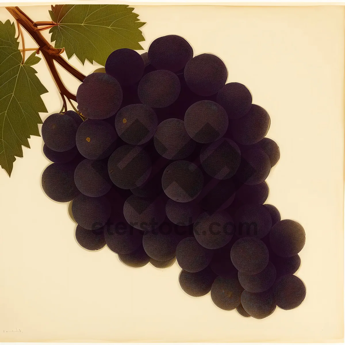 Picture of Harvested Juicy Purple Grapes in Vineyard