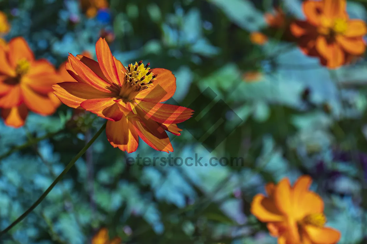 Picture of Orange floral tree in summer garden blooming beautifully.