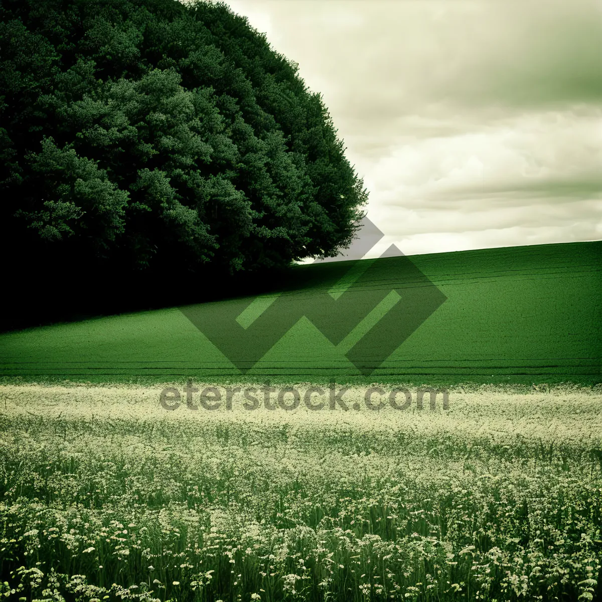 Picture of Rural Landscape with Field of Soybeans and Cloudy Sky