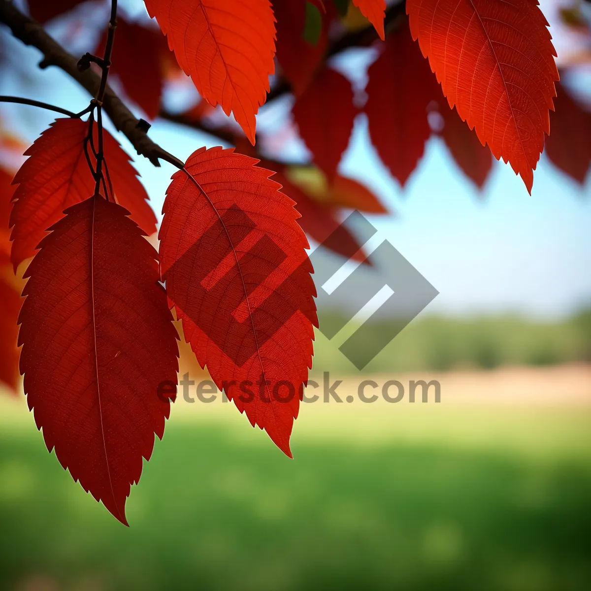 Picture of Autumn Maple Leaves in Vibrant Fall Colors