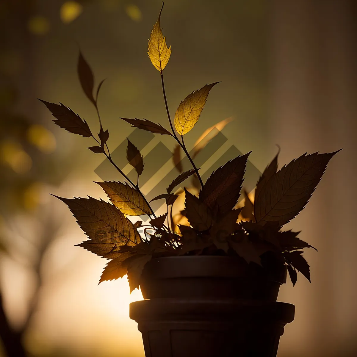 Picture of Autumn Maple Tree with Yellow Leaves and Sunlight