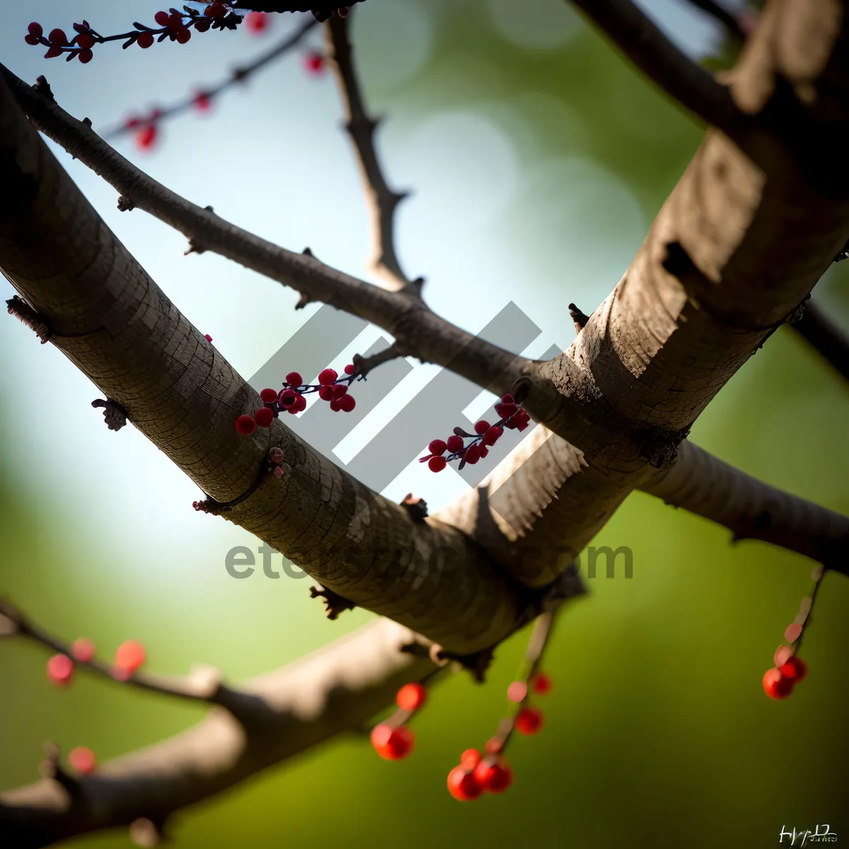 Picture of Red Silk-Cotton Tree Branch with Bird in Spring