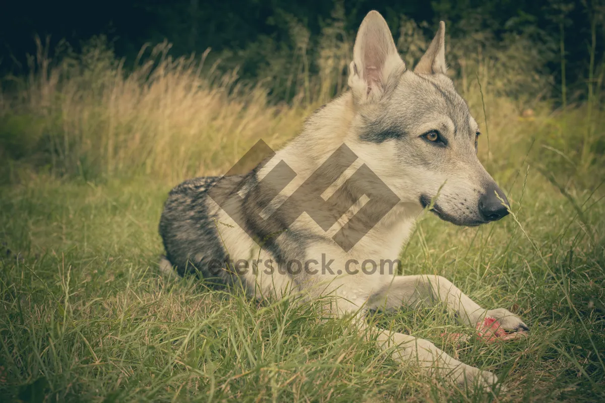 Picture of Malamute sled dog with beautiful eyes