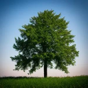 Serene Summer Forest Landscape Under Clear Sky