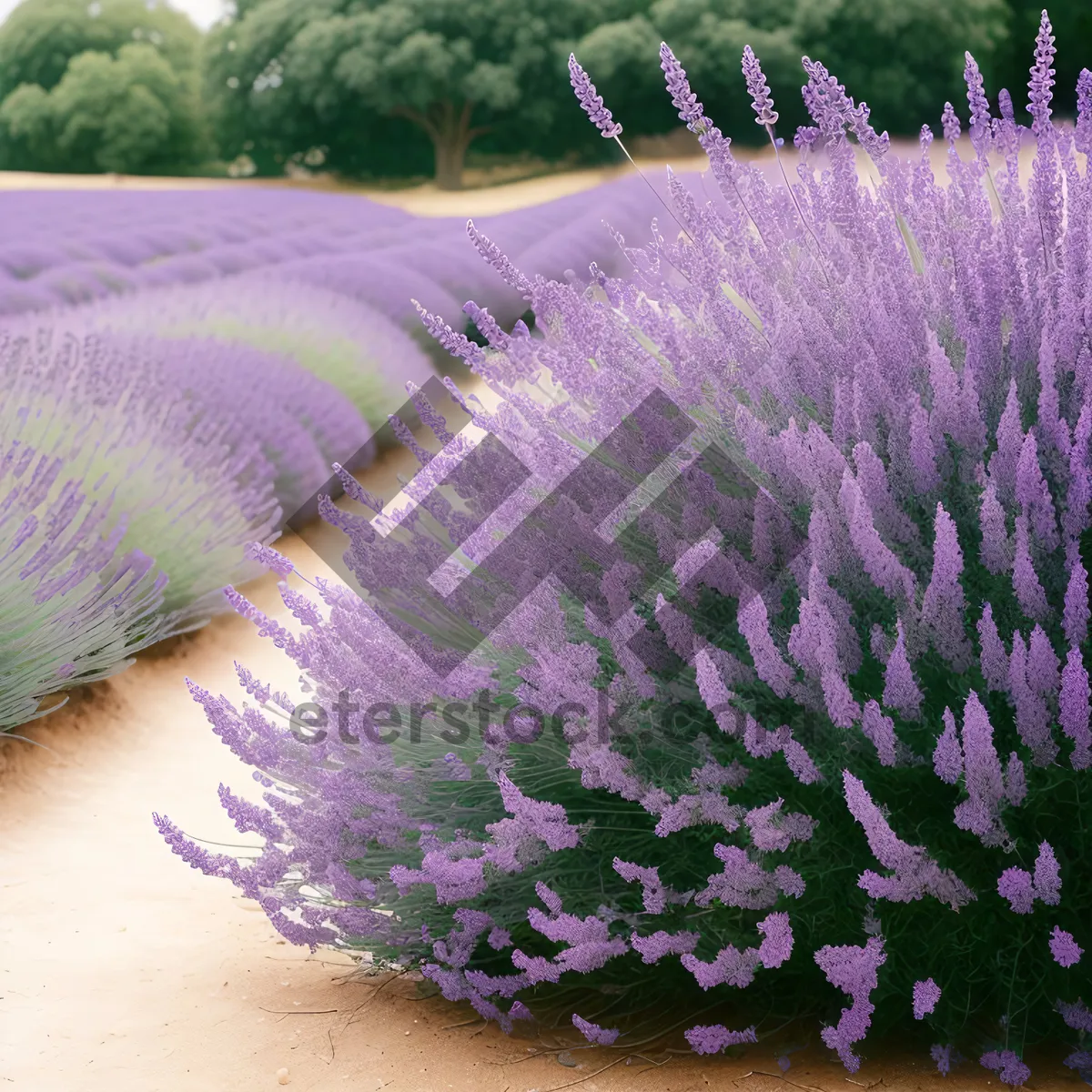 Picture of Lavender Blossom in Colorful Garden