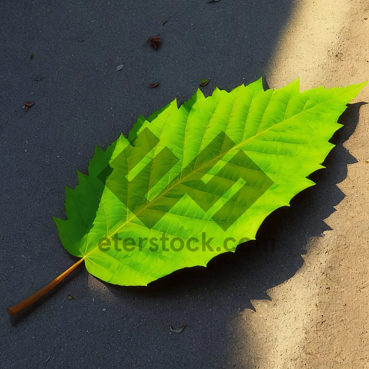 Picture of Vibrant Autumn Foliage Bursting with Life