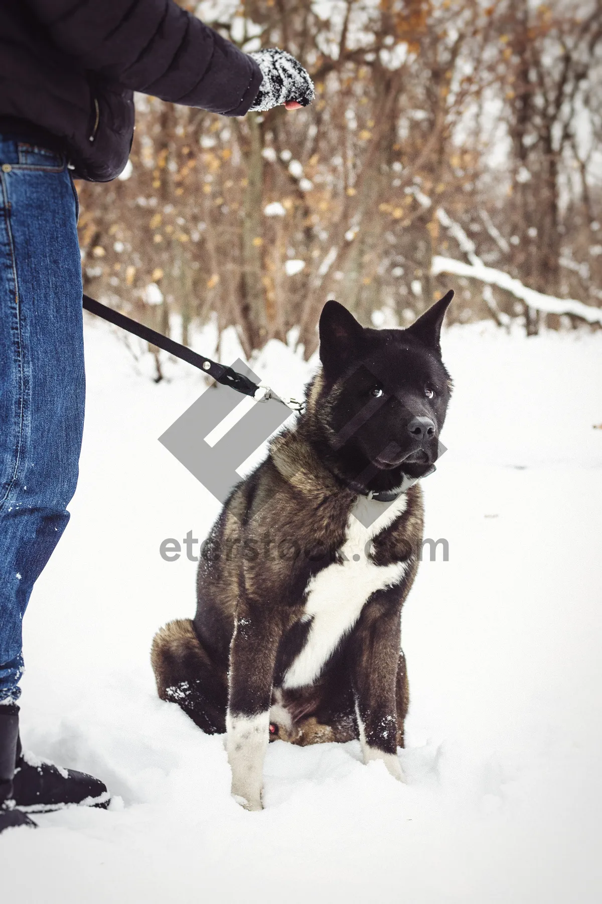 Picture of Black terrier dog in snowy winter portrait