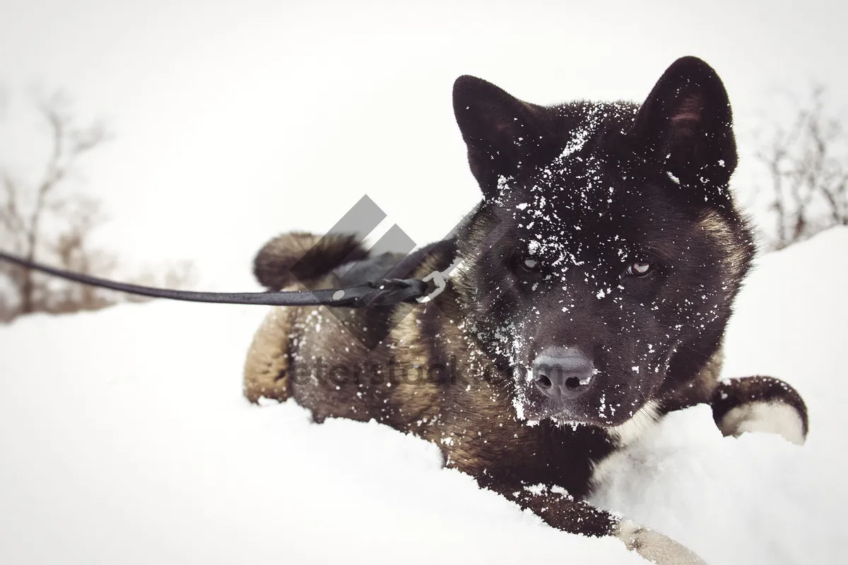 Picture of Cute Black Shepherd Dog In Winter Snowy Landscape