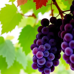 Harvested Autumn Grape Cluster in Organic Vineyard